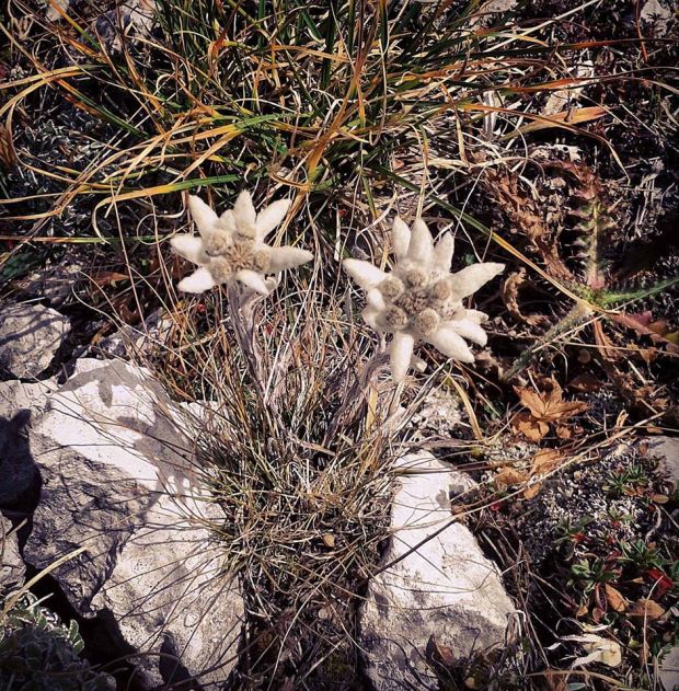 edelweiss